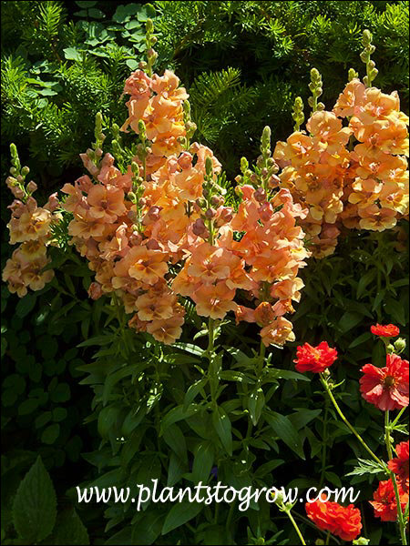 The flowers are a bit oranger than should be because of the strong back lite.